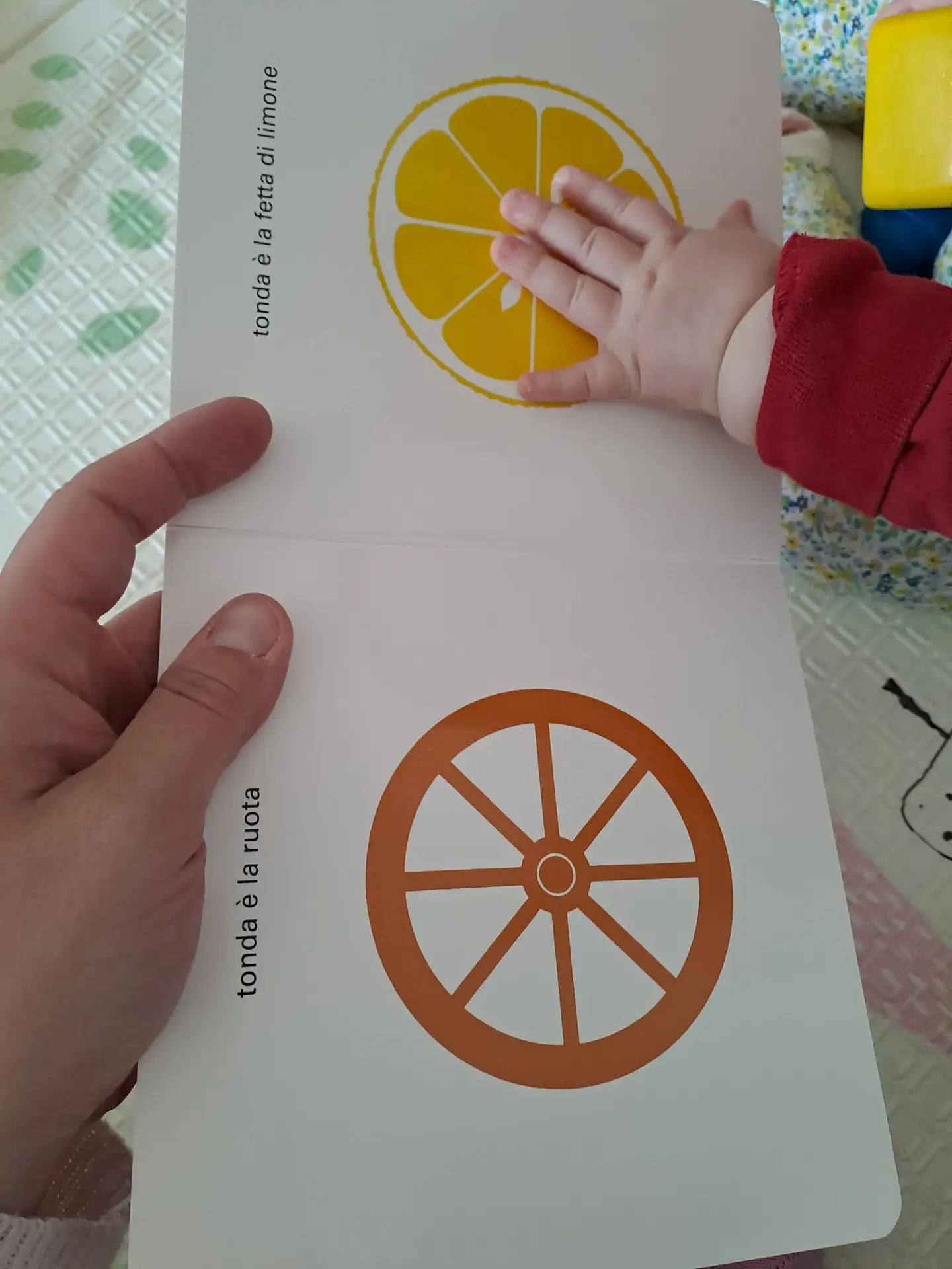 Ruota